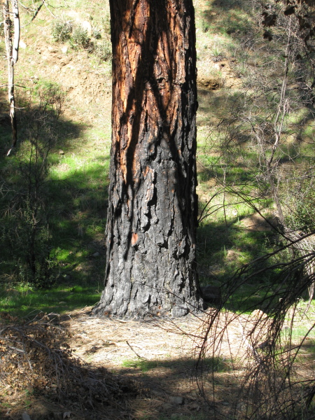 A tree, going stron, with well blacked base.