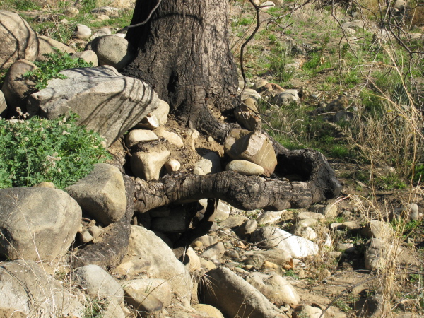 A tree long found on the edge of the river erosion.