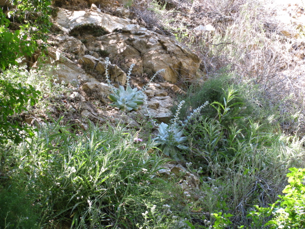 Plants on the edge of the ravine.