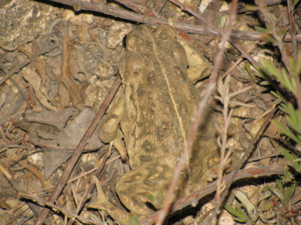 A toad crawling around in the sparse brush.