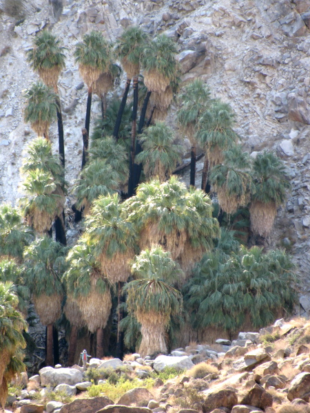 a section of trees