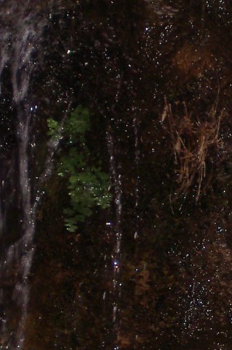dark moss