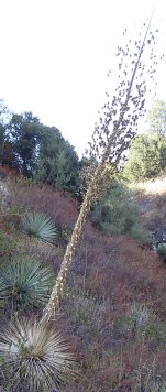 yucca growing at a wild angle