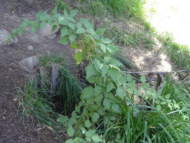 The spring as it is first seen including one of its namesake vines.