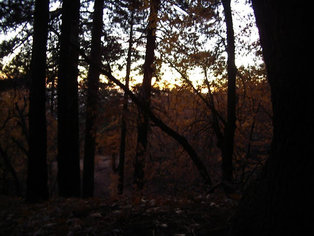 The sunrise, as seen out the tent through the golden oaks.