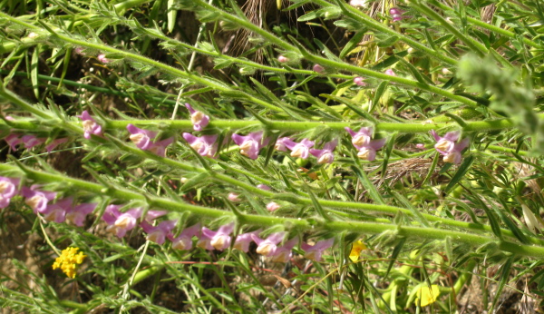 some purple flowers on stalks