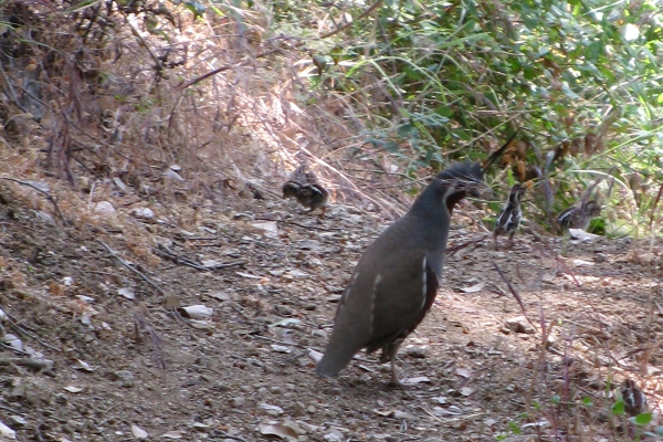 quail and chicks on the trail