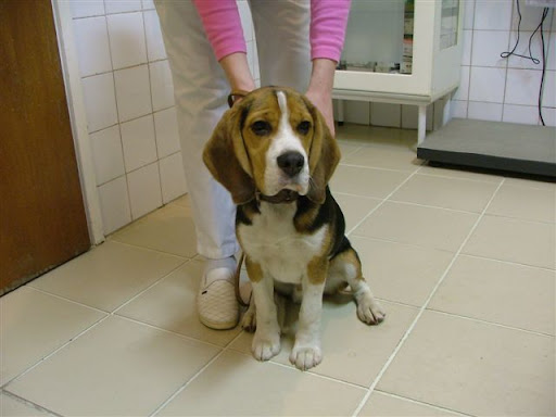 tal%C3%A1lt%20beagle%20%283%29.JPG