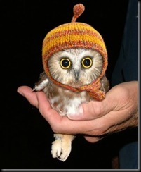 large_owl_in_a_hat_97131