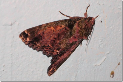funky moth2