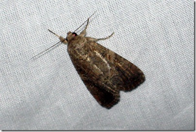 9666 - Spodoptera frugiperda - Fall Armyworm Female - 02
