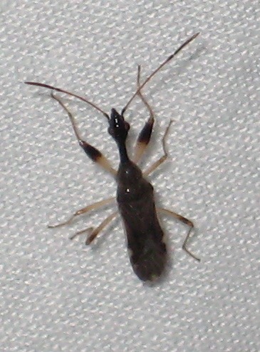 [Myodocha serripes - Long-necked Seed Bug[2].jpg]