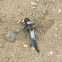 Chalk-fronted Corporal- Dragonfly