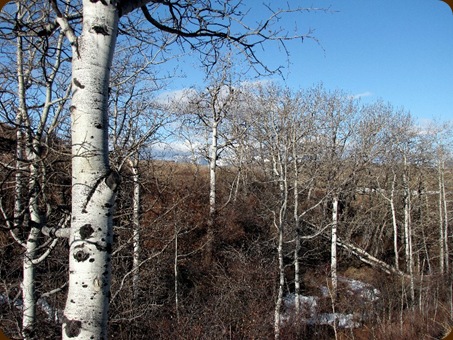 aspens in winter