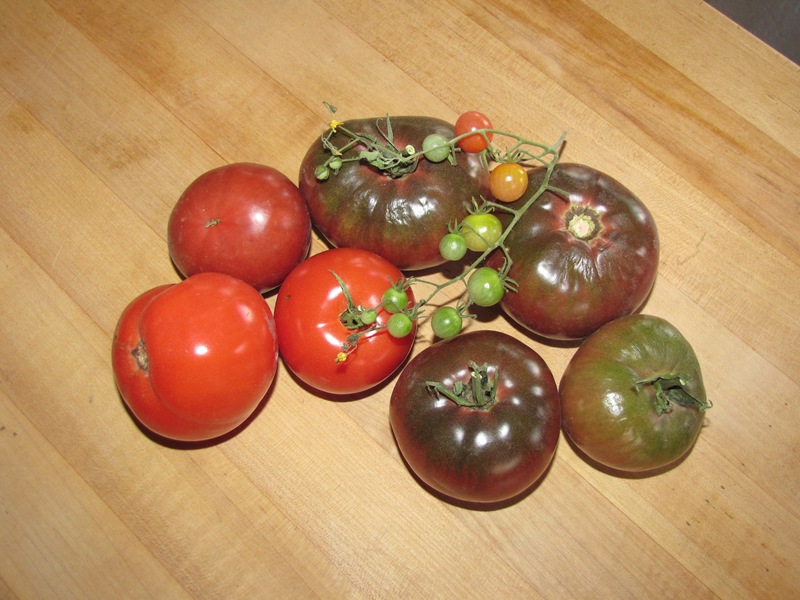 [My tomato crop2[2].jpg]