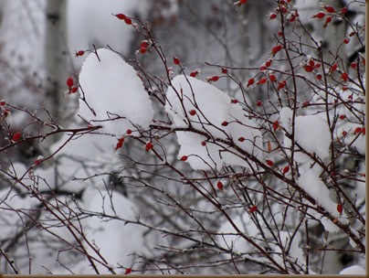 Rose Hips and snow