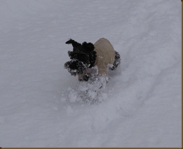 Emmi in the snow2