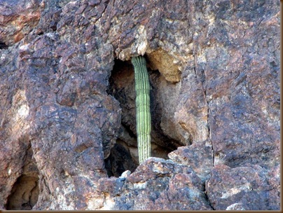 Strange place for a saguaro2
