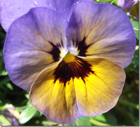 Blue and yellow pansy