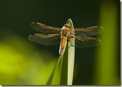 4 Spotted_Chaser