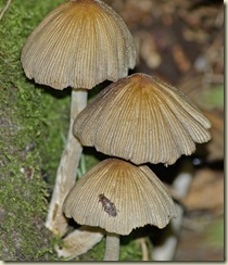 fungus 3