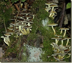 fungus 16