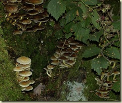 fungus 19