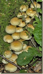 fungus 20