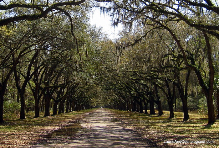 Over 400 oaks line the lane to the plantation house.