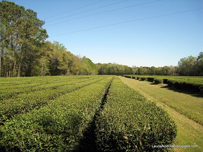 Tea bushes in the fields