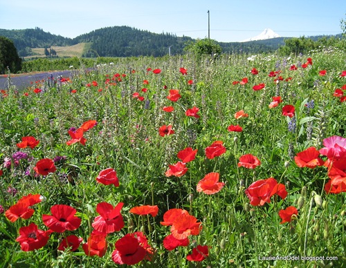 Red Poppies blooming next to the lavender