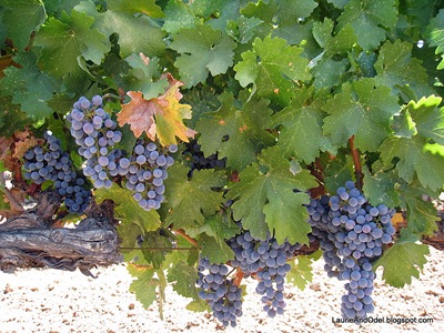 Grapes on the vine in the Napa Valley