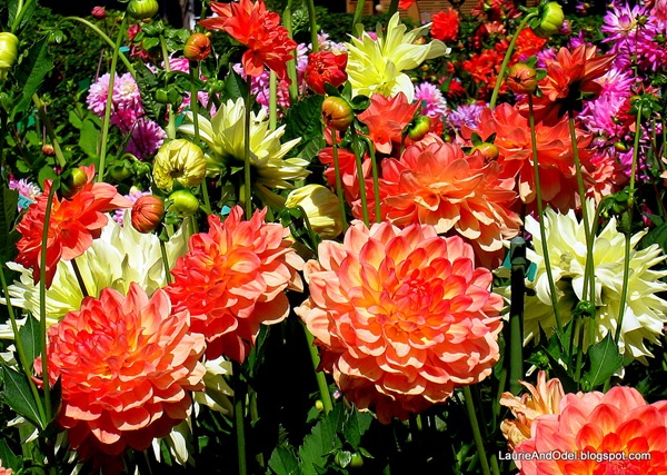 Dahlias blooming at Shore Acres State Park