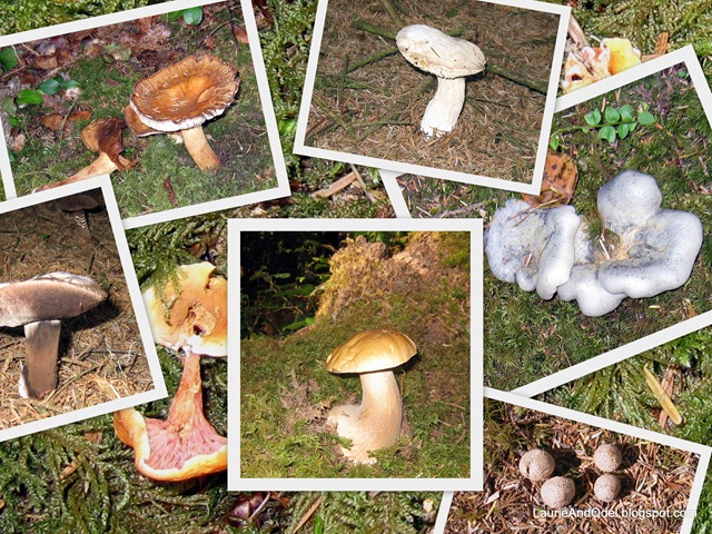 [Mushrooms at Hecata[5].jpg]
