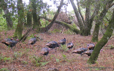 Wild turkeys foraging at Skyline Wilderness Park