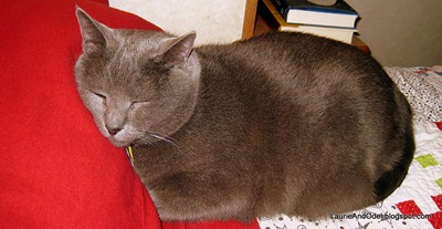 Sleepy Luna enjoys the new flannel pillowcase.