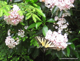 Butterfuly poses on a Mountain Laurel