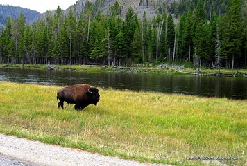 Bison walking along the road