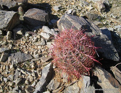 Spines and rocks