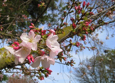 Blossoms in Sacramento