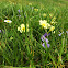 Meadow flowers