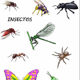 09. Insectos.jpg