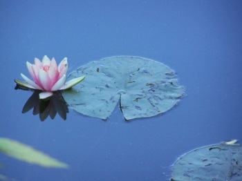[water lily[2].jpg]