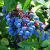 Oregon-grape