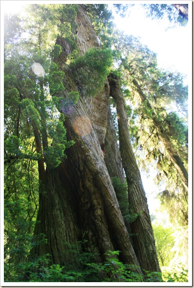 Corkscrew Redwood