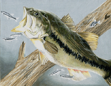 fish art Backus