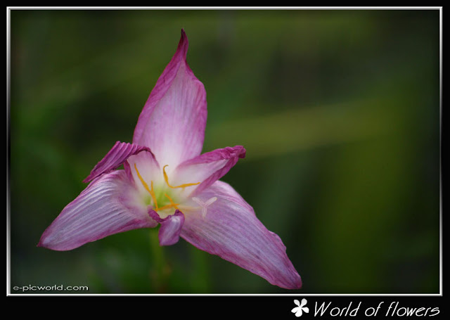 Grass flower picture