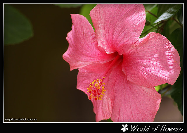 Pink Hibiscus Rosa wallpaper