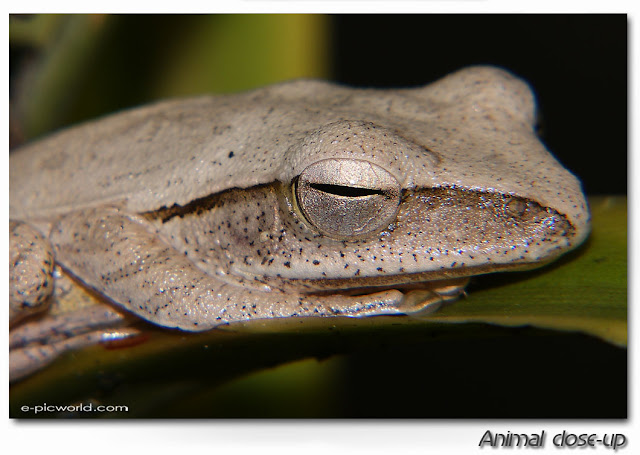 frog close up picture