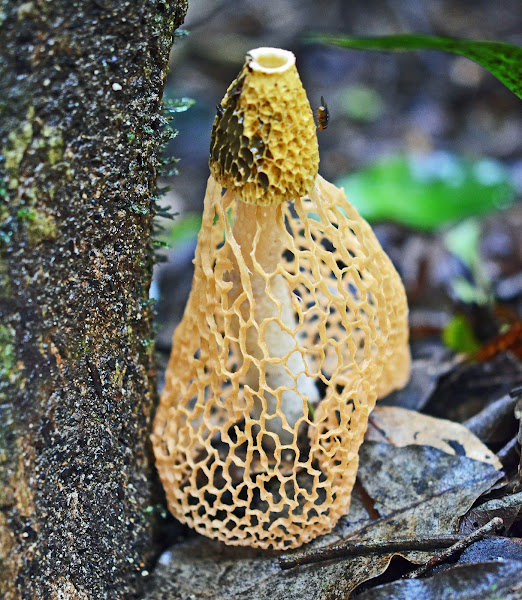 Bridal veil fungus Project Noah